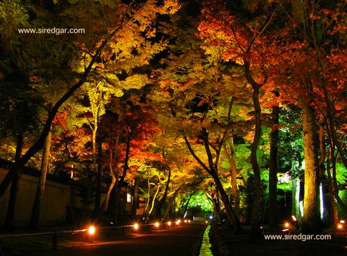 Up-Lighting Trees